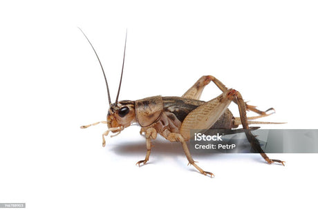 Crickets